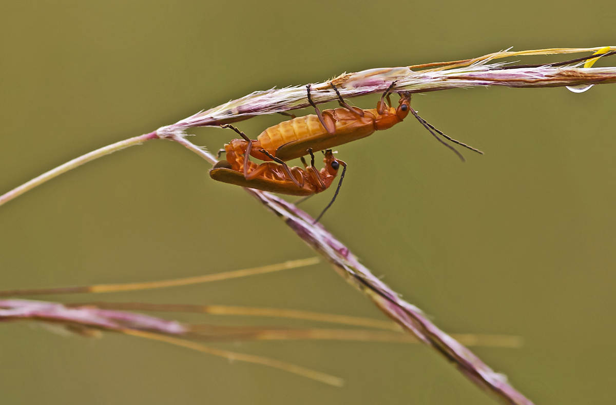 equilibristi esibizionisti